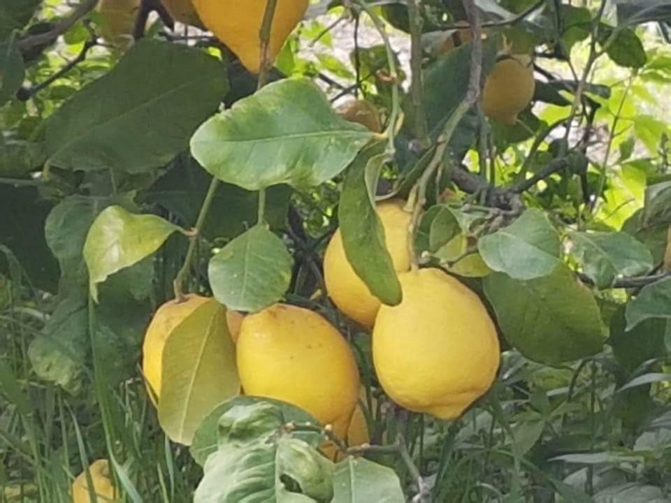 Agriturismo A Do' Cumparone Corbara  Ngoại thất bức ảnh
