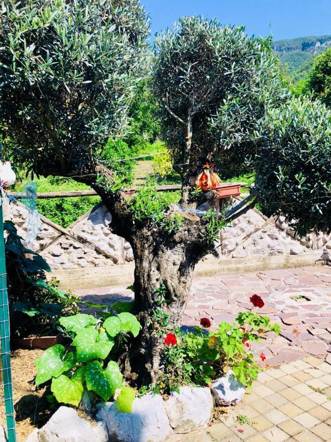 Agriturismo A Do' Cumparone Corbara  Ngoại thất bức ảnh